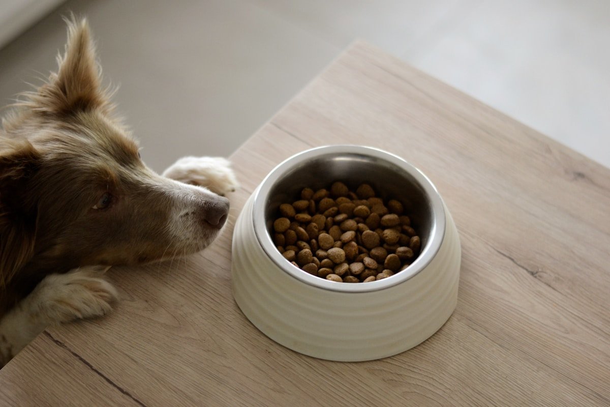 A dog enjoying food